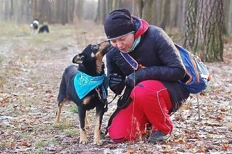 Gonzales - średniej wielkości, dorosły psiak do ad