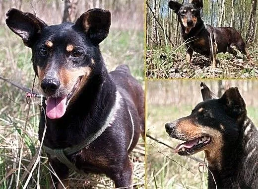 Krokiet czeka na dom, śląskie Gliwice