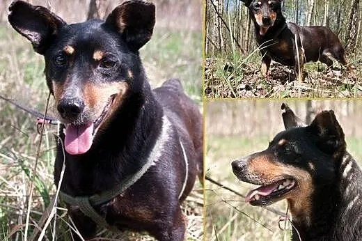Krokiet czeka na dom,  śląskie Gliwice