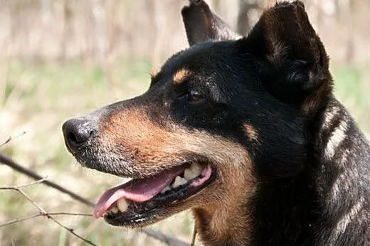 Krokiet czeka na dom,  śląskie Gliwice