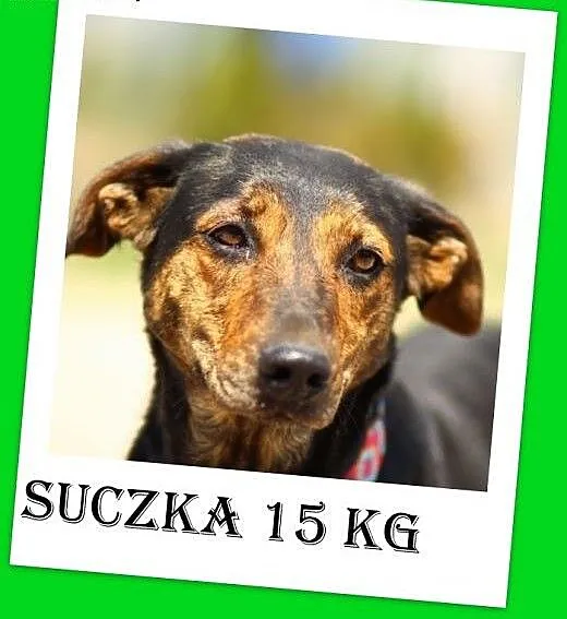 Gończa mix,średnia 15 kg,rodzinna,łagodna,przyjazn