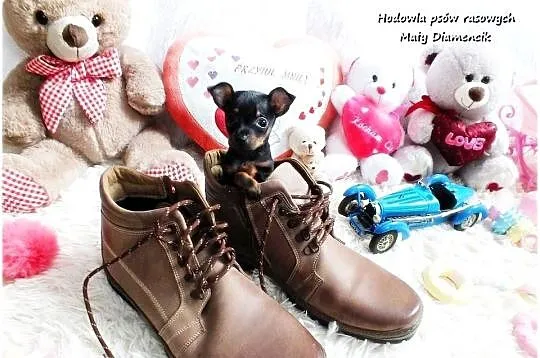 Pinczer miniaturowy - Ratlerek, tzw. sarenka, Rodowód Piesek Do REZERWACJI!