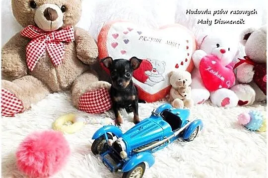 Pinczer miniaturowy - Ratlerek, tzw. sarenka, Rodowód Piesek Do REZERWACJI!, Lubuskie, Żary