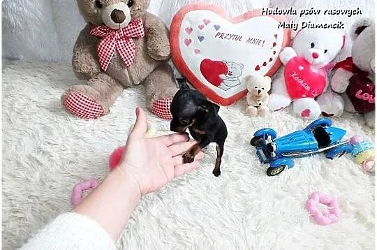 Pinczer miniaturowy - Ratlerek, tzw. sarenka, Rodowód Piesek Do REZERWACJI!, Lubuskie, Żary