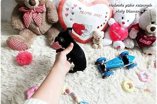 Pinczer miniaturowy - Ratlerek, tzw. sarenka, Rodowód Piesek Do REZERWACJI!, Lubuskie, Żary