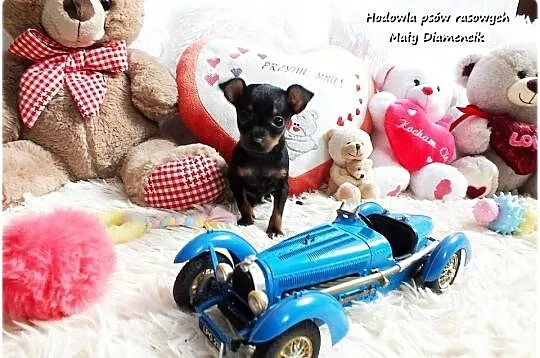 Pinczer miniaturowy - Ratlerek, tzw. sarenka, Rodowód Piesek Do REZERWACJI!, Lubuskie, Żary