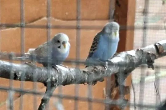 Sprzedam, Lubuskie, Sulęcin