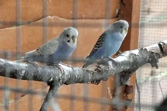 Sprzedam, Lubuskie, Sulęcin