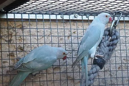 Papuga Aleksandretta Obrożna Niebieska Cynamon DNA Samiec Samica, Śląskie, Pszów