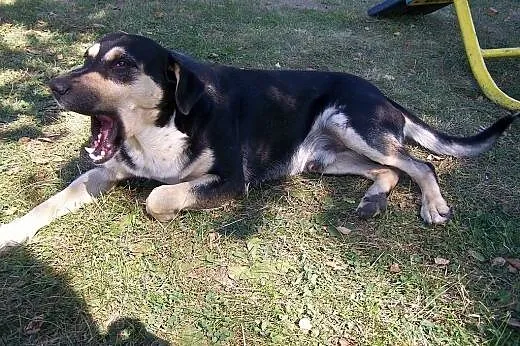 CUDNY KUNDELEK PORZEBUJE DOMU NA CITO!!!!,  Kundel