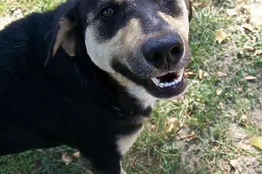 CUDNY KUNDELEK PORZEBUJE DOMU NA CITO!!!!,  Kundel