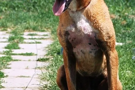 Yaris młody, energiczny pies mix rhodesian ADOPCJA