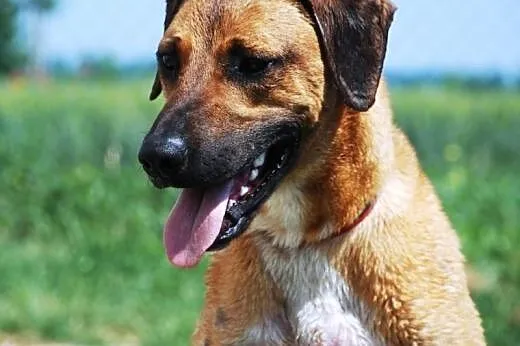 Yaris młody, energiczny pies mix rhodesian ADOPCJA