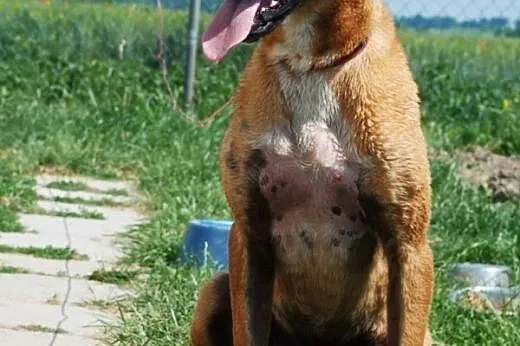 Yaris młody, energiczny pies mix rhodesian ADOPCJA