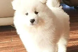 Samoyed suczka