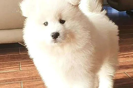 Samoyed suczka