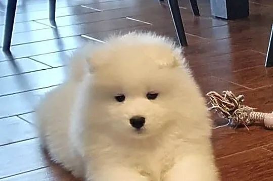Samoyed suczka, Świętokrzyskie, Połaniec