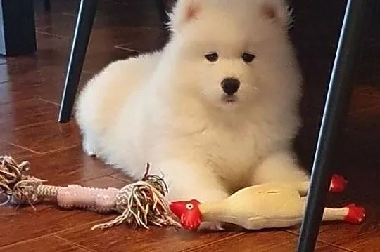 Samoyed suczka, Świętokrzyskie, Połaniec