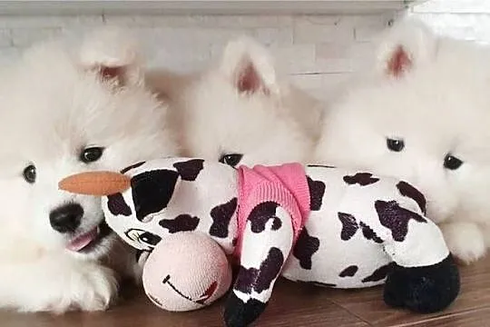 Samoyed suczka, Świętokrzyskie, Połaniec