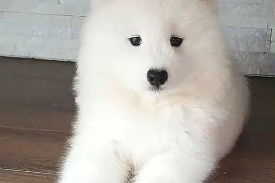 Samoyed suczka, Świętokrzyskie, Połaniec