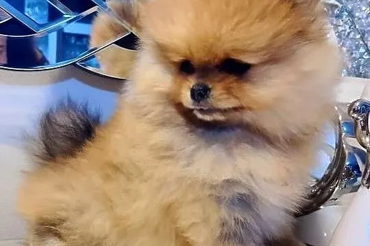 SUCZKA szpic miniaturowy pomeranian