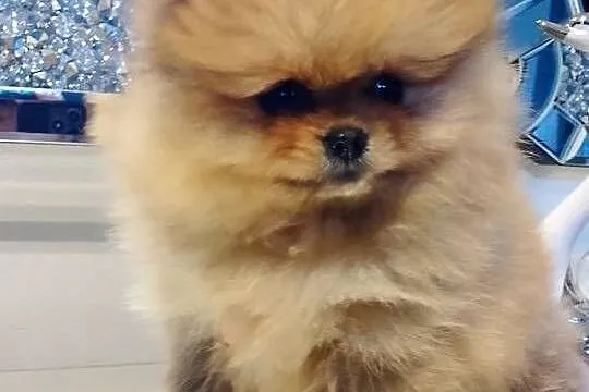 SUCZKA szpic miniaturowy pomeranian, Mazowieckie, Sochaczew