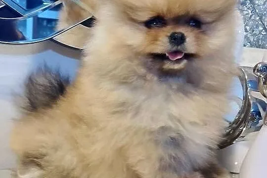 SUCZKA szpic miniaturowy pomeranian, Mazowieckie, Sochaczew