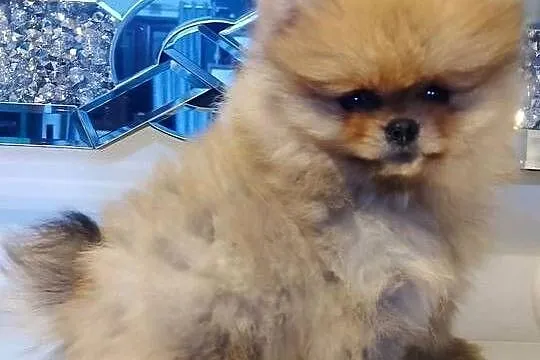 SUCZKA szpic miniaturowy pomeranian, Mazowieckie, Sochaczew