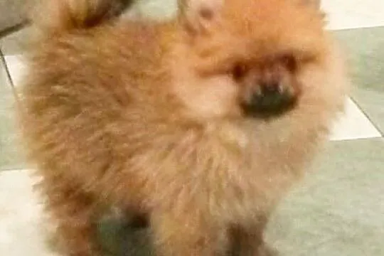 Szpic miniaturowy Pomeranian, Józefów