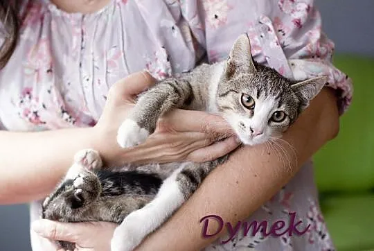 Dyzio i Dymek – chłopaki z budowy