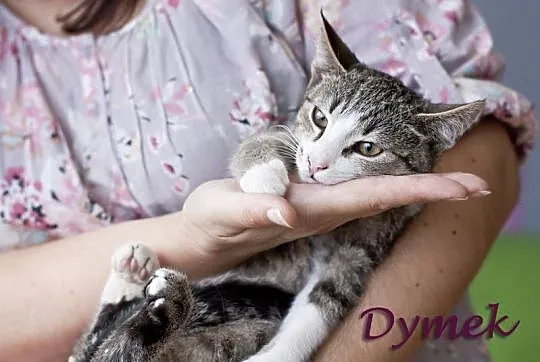 Dyzio i Dymek – chłopaki z budowy