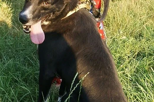 Cudowny Bruno kochający życie do adopcji!,  mazowieckie Warszawa