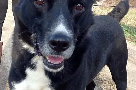 Cudowny Bruno kochający życie do adopcji!,  mazowi