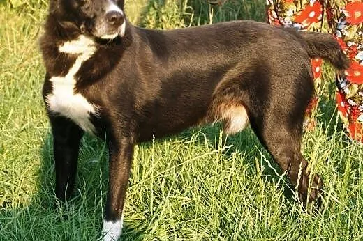 Cudowny Bruno kochający życie do adopcji!,  mazowi