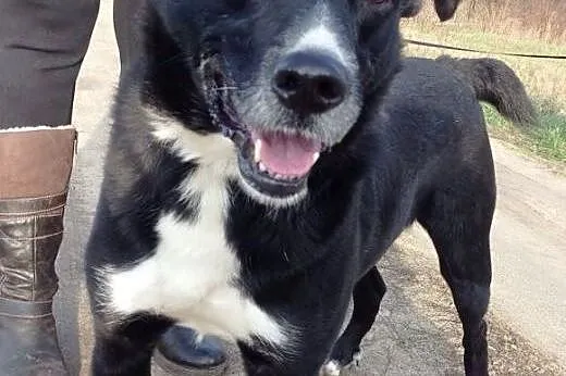 Cudowny Bruno kochający życie do adopcji!,  mazowi