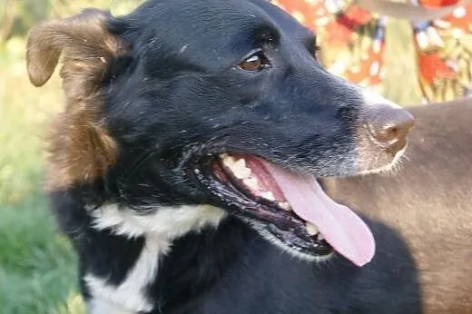 Cudowny Bruno kochający życie do adopcji!,  mazowi