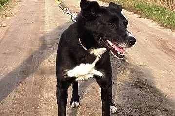 Cudowny Bruno kochający życie do adopcji!,  mazowi