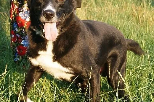 Cudowny Bruno kochający życie do adopcji!,  mazowi