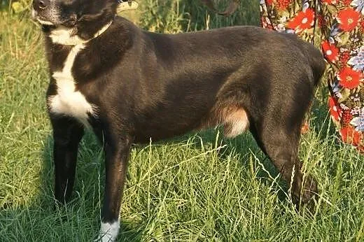 Cudowny Bruno kochający życie do adopcji!,  mazowi