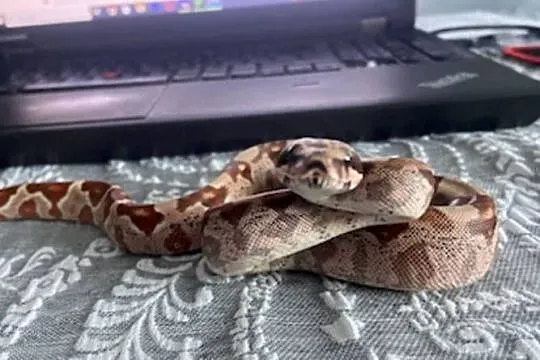 Boa cesarski