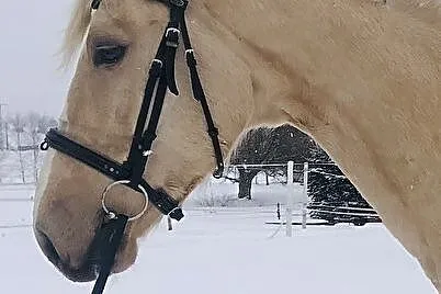 Przepiękny duży izabel, , 