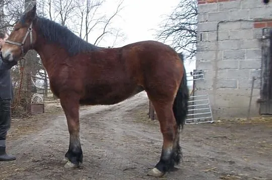 Zrebica zimnokrwista 14 m-cy