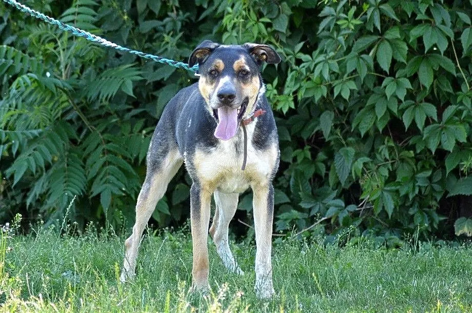 Etna-piękne,duże,wrażliwe cudo do adopcji