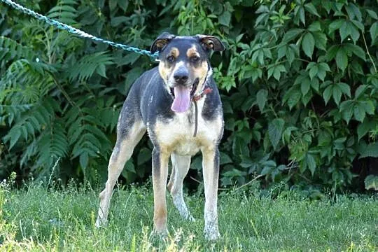 Etna-piękne,duże,wrażliwe cudo do adopcji
