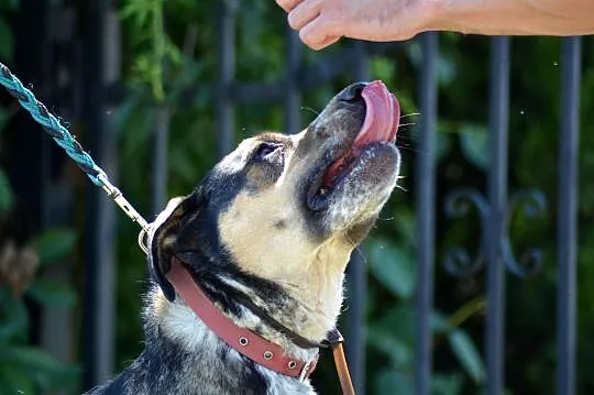 Etna-piękne,duże,wrażliwe cudo do adopcji