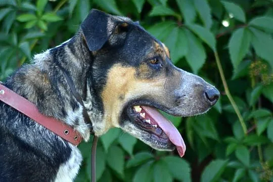 Etna-piękne,duże,wrażliwe cudo do adopcji