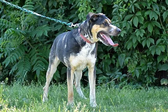 Etna-piękne,duże,wrażliwe cudo do adopcji