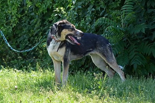 Etna-piękne,duże,wrażliwe cudo do adopcji