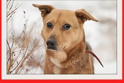 LUCEK,10kg,łagodny,spokojny piesek.ADOPCJA, dolnośląskie Wrocław