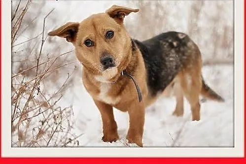 LUCEK,10kg,łagodny,spokojny piesek.ADOPCJA,  dolno